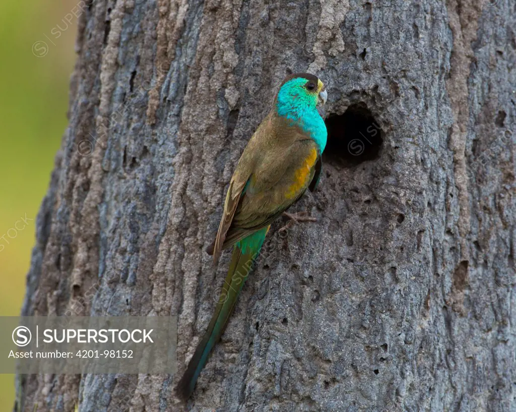 Golden-shouldered Parrot (Psephotus chrysopterygius) male at entrance to its nest in a conical termite mound, Artemis Station, Cape York Peninsula, Australia