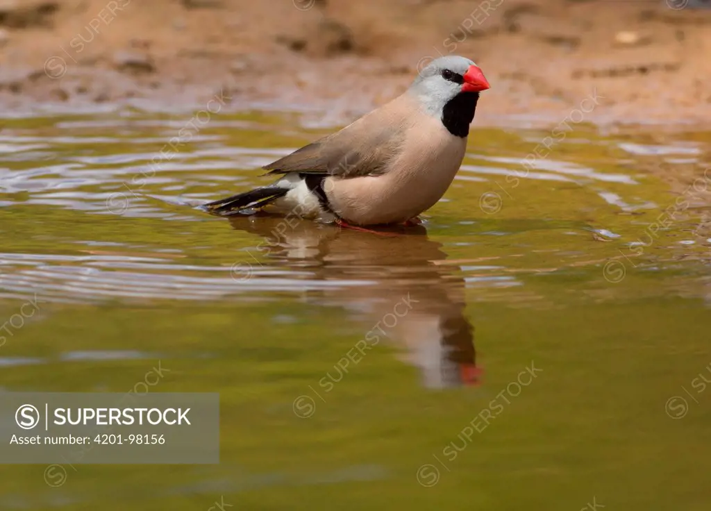 Long-tailed Finch (Poephila acuticauda) bathing in a pool, Gregory River, Queensland, Australia