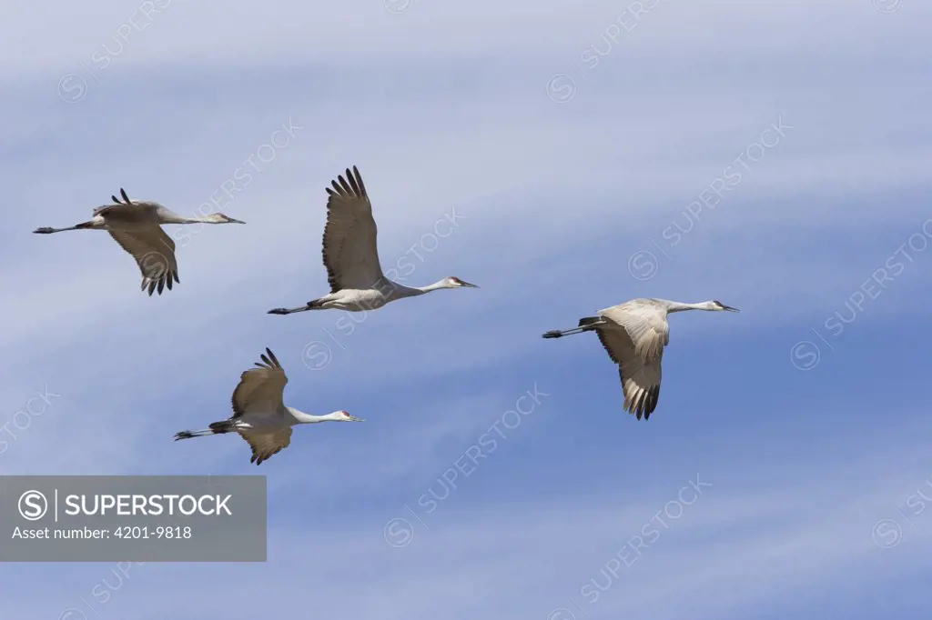 Sandhill Crane (Grus canadensis) flock flying in formation during migration, Bosque del Apache National Wildlife Refuge, New Mexico