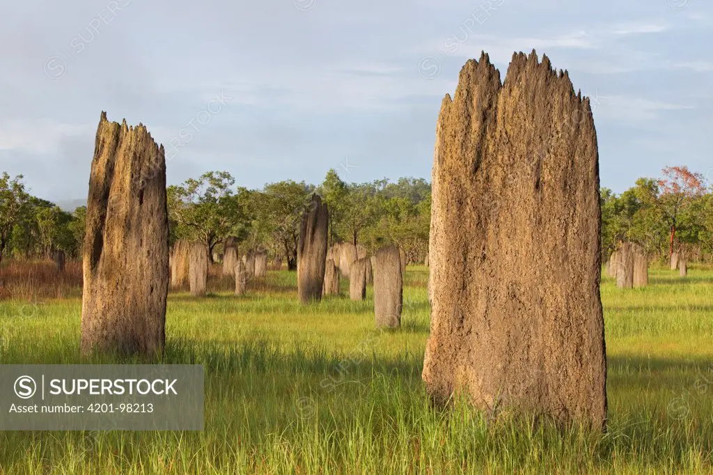 Magnetic Termite (Amitermes meridionalis) mounds in grassland, Litchfield National Park, Northern Territory, Australia