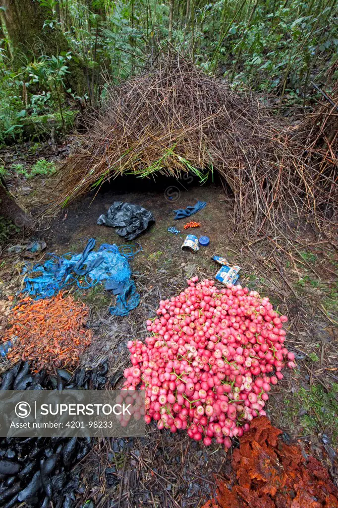 Brown Gardener (Amblyornis inornatus) bower decorated with various types of trash, red berries, and black and brown fungi, Arfak Mountains, Papua New Guinea, Indonesia