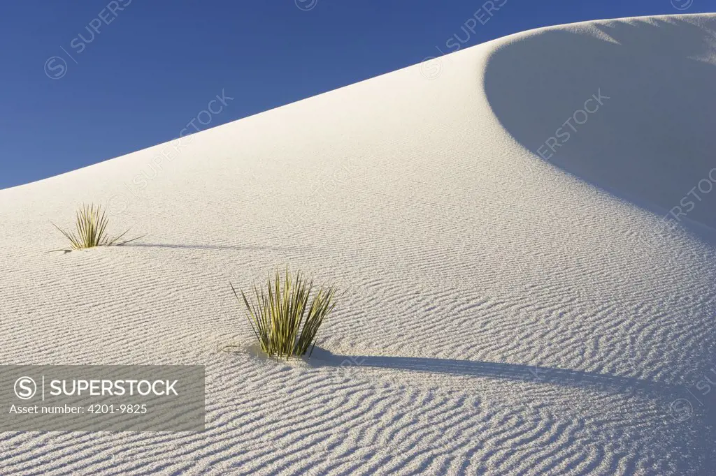 Yuccas growing in gypsum sand dunes, White Sands National Monument, New Mexico