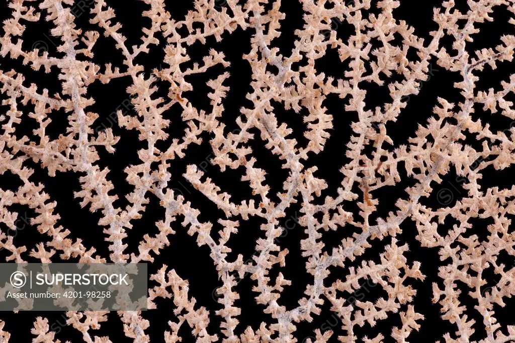 Coral from Vanuatu, Senckenberg Museum, Frankfurt, Germany