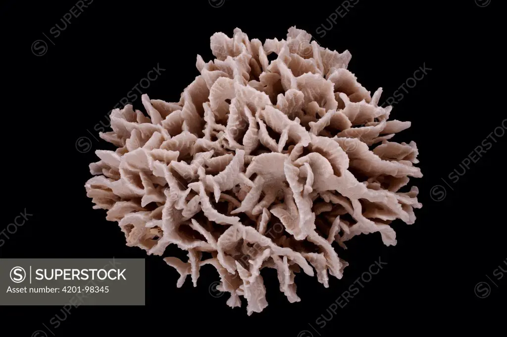 Coral (Pachyseris sp)