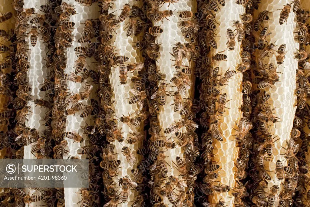 Honey Bee (Apis mellifera) mass on honeycomb, Germany