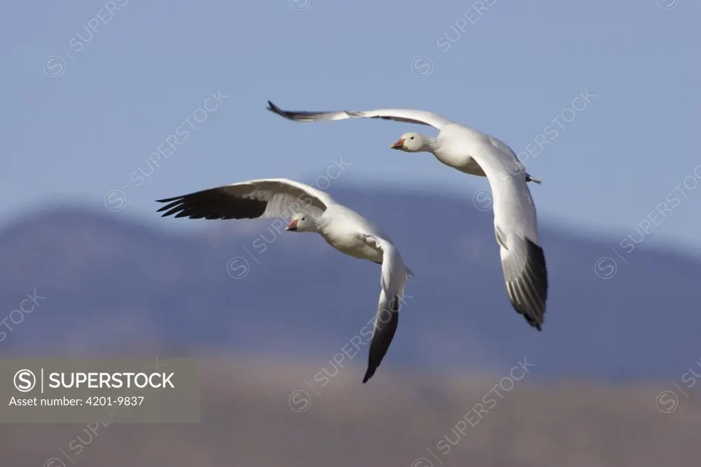 Snow Goose (Chen caerulescens) pair flying, Bosque del Apache National Wildlife Refuge, New Mexico