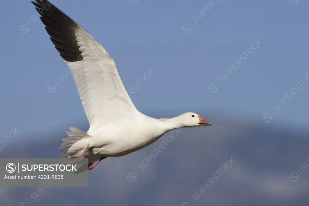 Snow Goose (Chen caerulescens) flying, Bosque del Apache National Wildlife Refuge, New Mexico