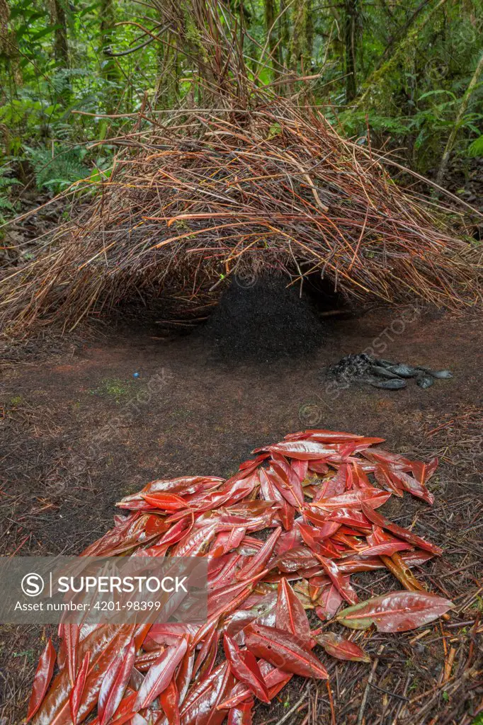 Brown Gardener (Amblyornis inornatus) bower decorated with red leaves, rotten fruit, beetle wing covers and a blue berry, Arfak Mountains, Papua New Guinea, Indonesia