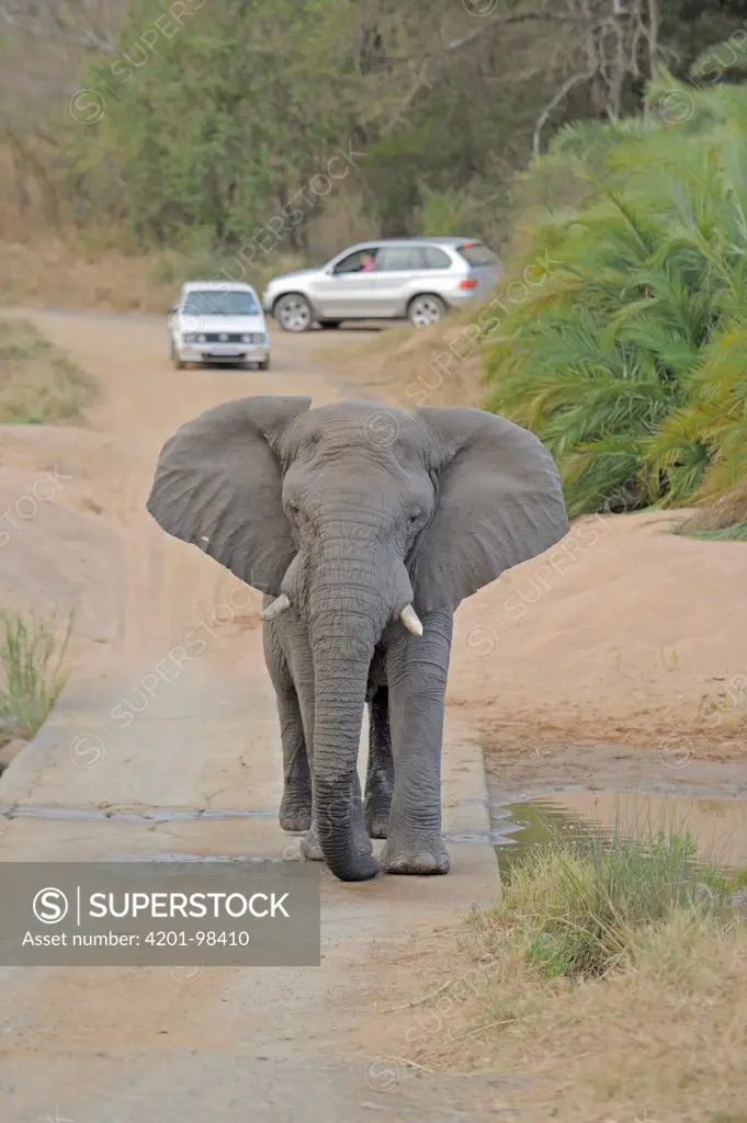 African Elephant (Loxodonta africana) walking down road, Hluhluwe-Umfolozi Game Reserve, South Africa