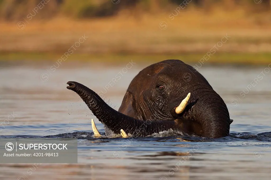 African Elephant (Loxodonta africana) pair sparring in the Chobe River, Chobe National Park, Botswana