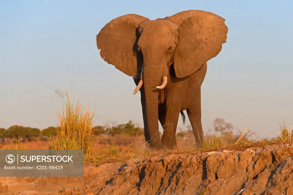 African Elephant (Loxodonta africana), Chobe National Park, Botswana