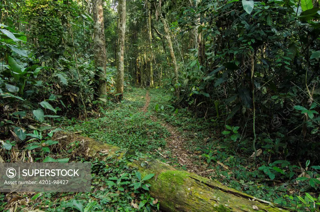 Rainforest understory, Odzala-Kokoua National Park, Democratic Republic of the Congo