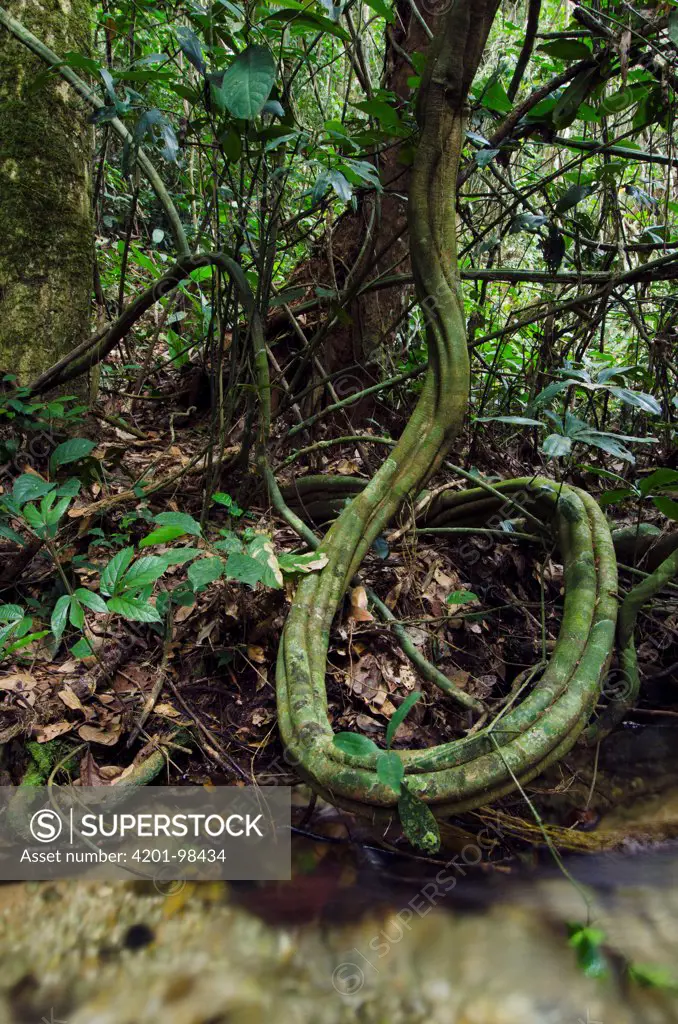 Vine in rainforest understory, Odzala-Kokoua National Park, Democratic Republic of the Congo