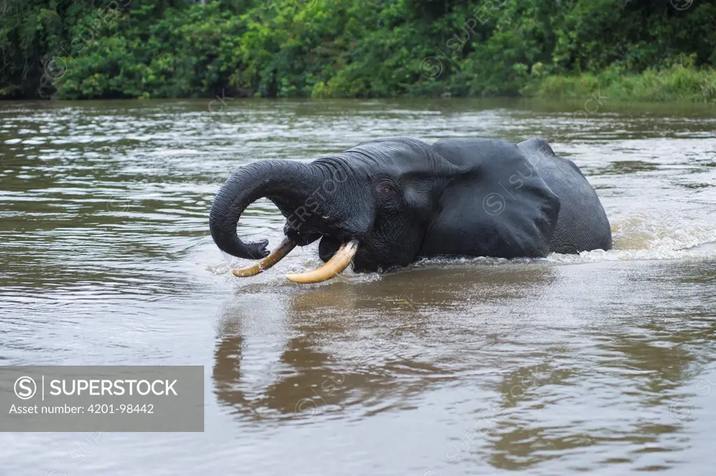 African Forest Elephant (Loxodonta africana cyclotis) wading in river, Lekoli River, Democratic Republic of the Congo