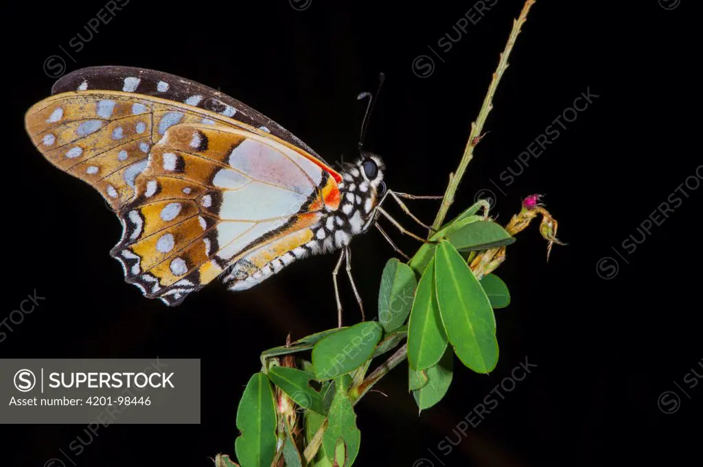 Butterfly, Odzala-Kokoua National Park, Democratic Republic of the Congo