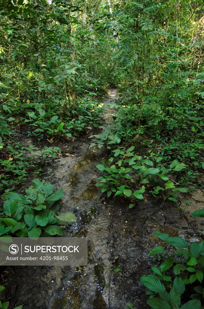 Rainforest around Mbouebe Bai, Odzala-Kokoua National Park, Democratic Republic of the Congo