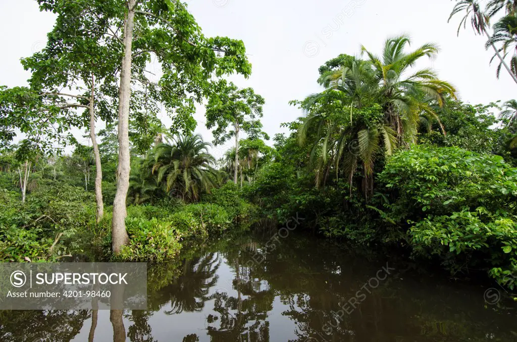 Rainforest around the Lekoli River, Democratic Republic of the Congo