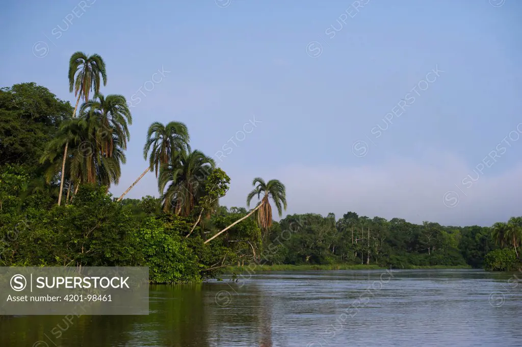 Rainforest along the Lekoli River, Democratic Republic of the Congo