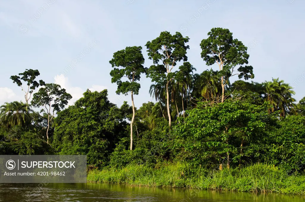 Rainforest along the Lekoli River, Democratic Republic of the Congo