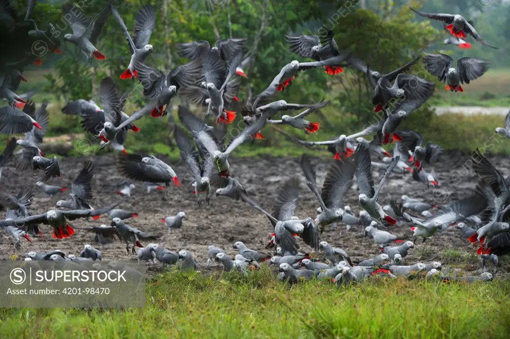 African Grey Parrot (Psittacus erithacus) flock taking flight from a mineral lick, Lango Bai, Odzala-Kokoua National Park, Democratic Republic of the Congo