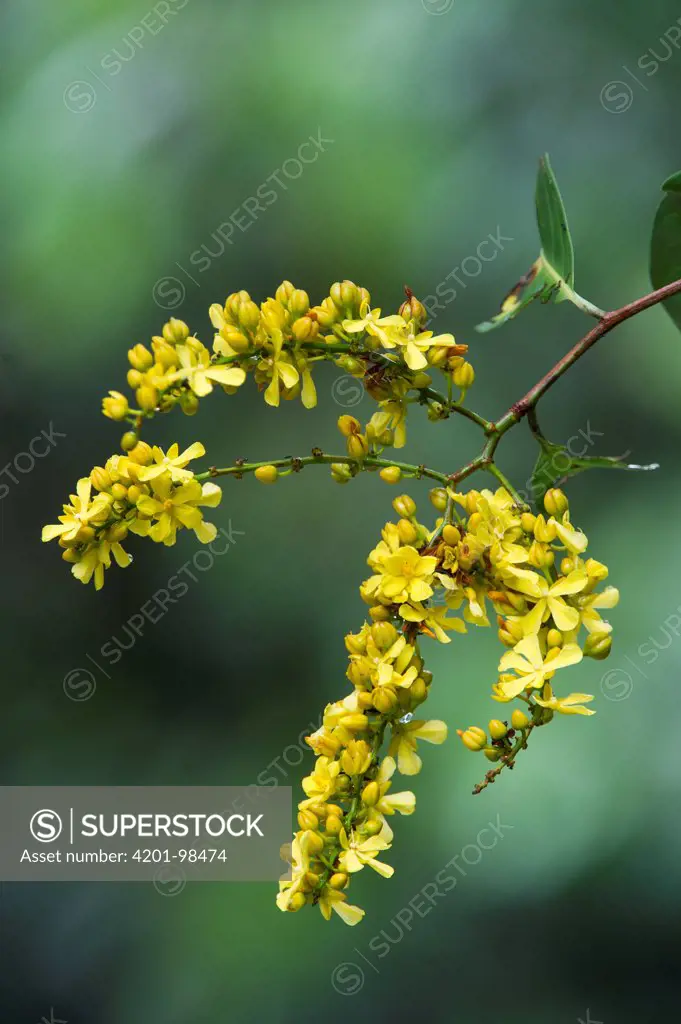 Yellow flowers blooming in rainforest, Odzala-Kokoua National Park, Democratic Republic of the Congo