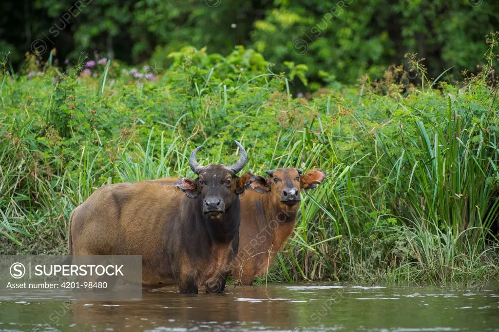Forest Buffalo (Syncerus caffer nanus) pair wading in river, Lango Bai, Odzala-Kokoua National Park, Democratic Republic of the Congo