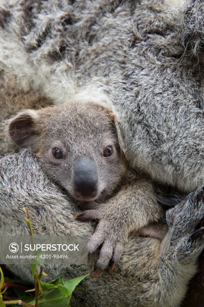 Koala (Phascolarctos cinereus) seven-month-old joey in mother's arms, Queensland, Australia
