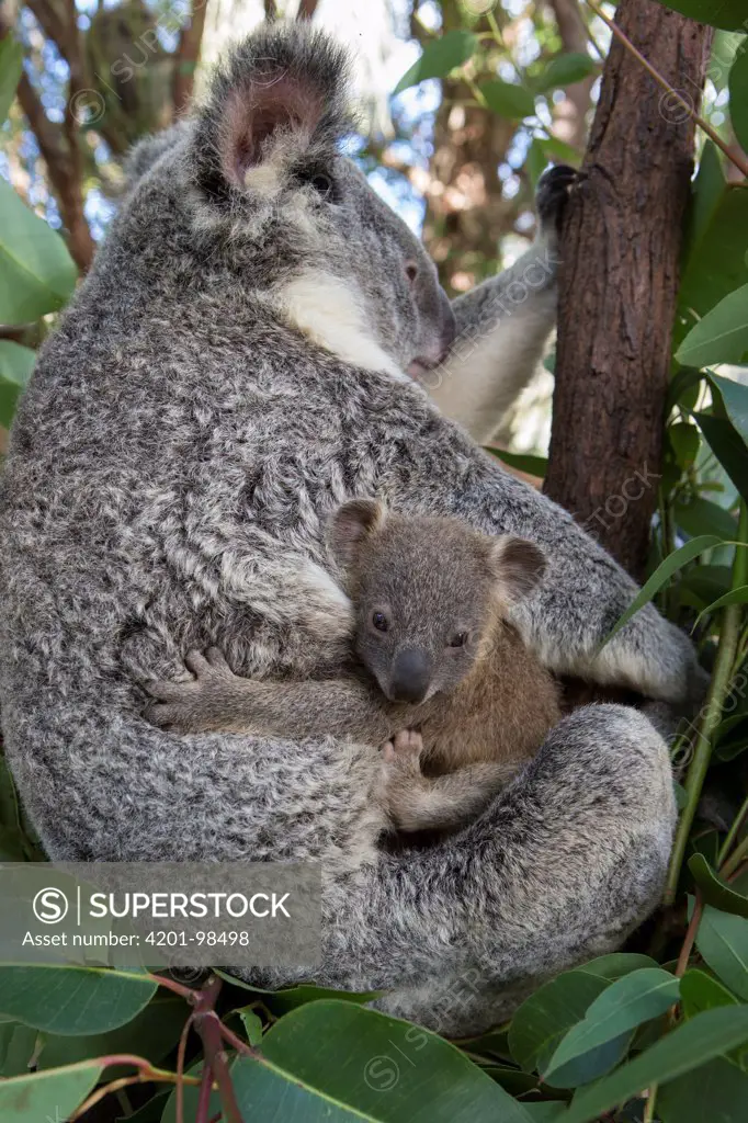 Koala (Phascolarctos cinereus) mother and seven-month-old joey, Queensland, Australia