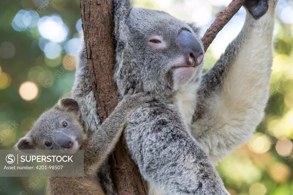 Koala (Phascolarctos cinereus) mother and six-month-old joey, Queensland, Australia