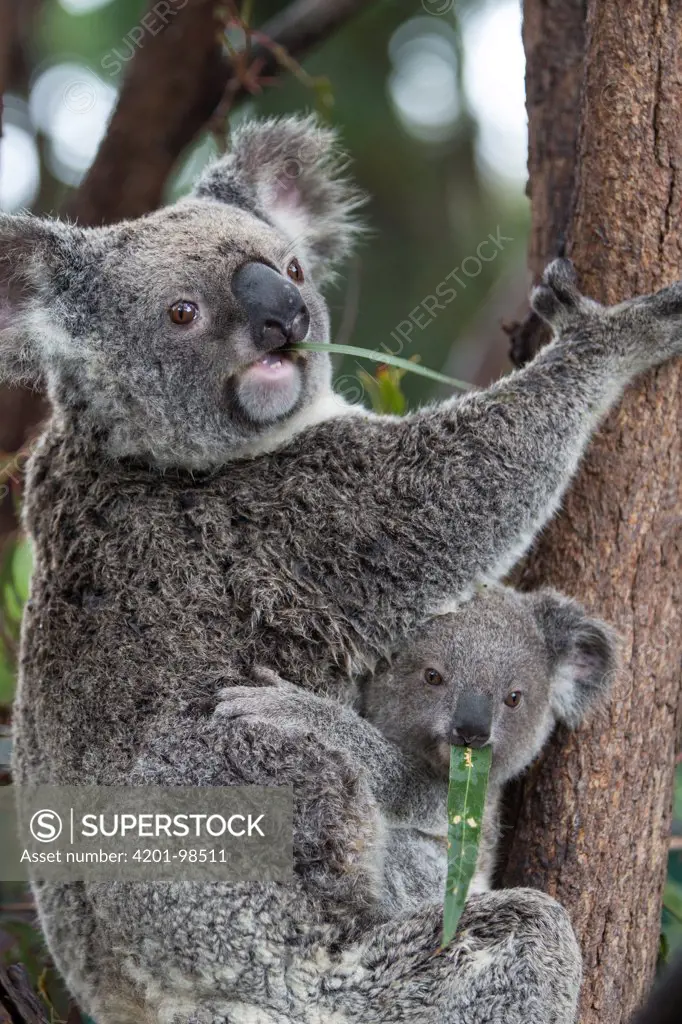 Koala (Phascolarctos cinereus) mother and ten-month-old joey feeding, Queensland, Australia