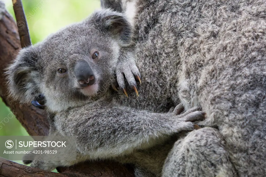 Koala (Phascolarctos cinereus) ten-month-old joey , Queensland, Australia