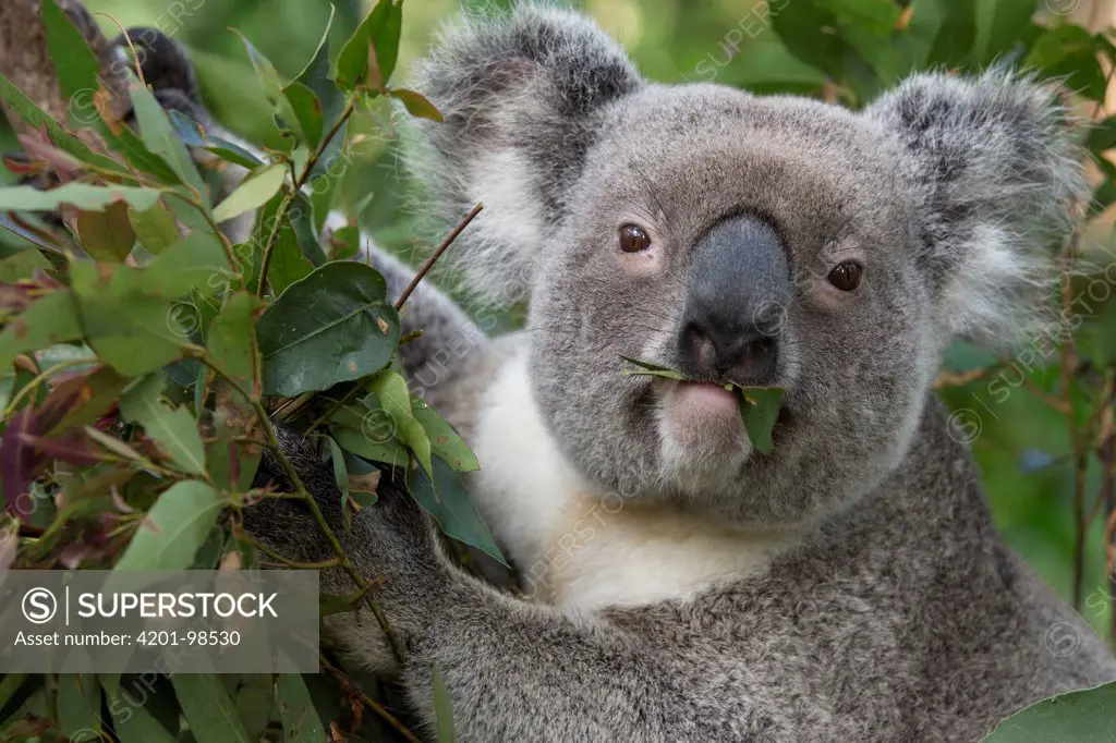 Koala (Phascolarctos cinereus) male feeding, Queensland, Australia