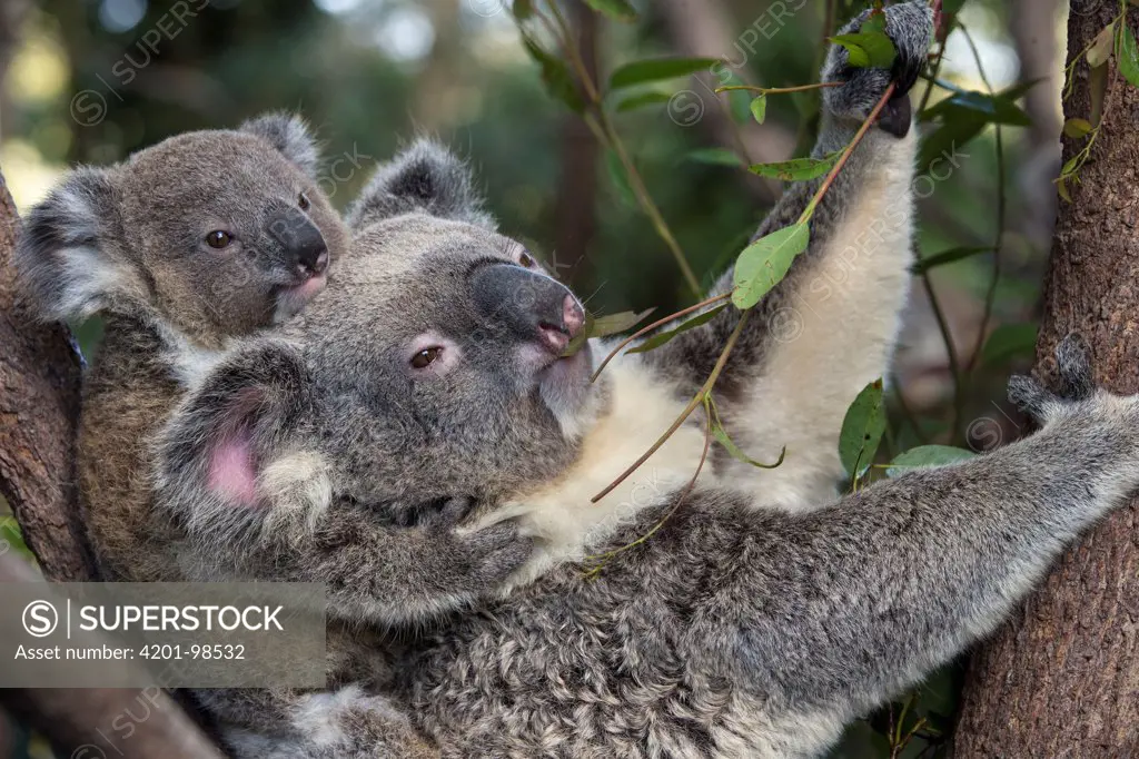 Koala (Phascolarctos cinereus) mother and ten-month-old joey, Queensland, Australia