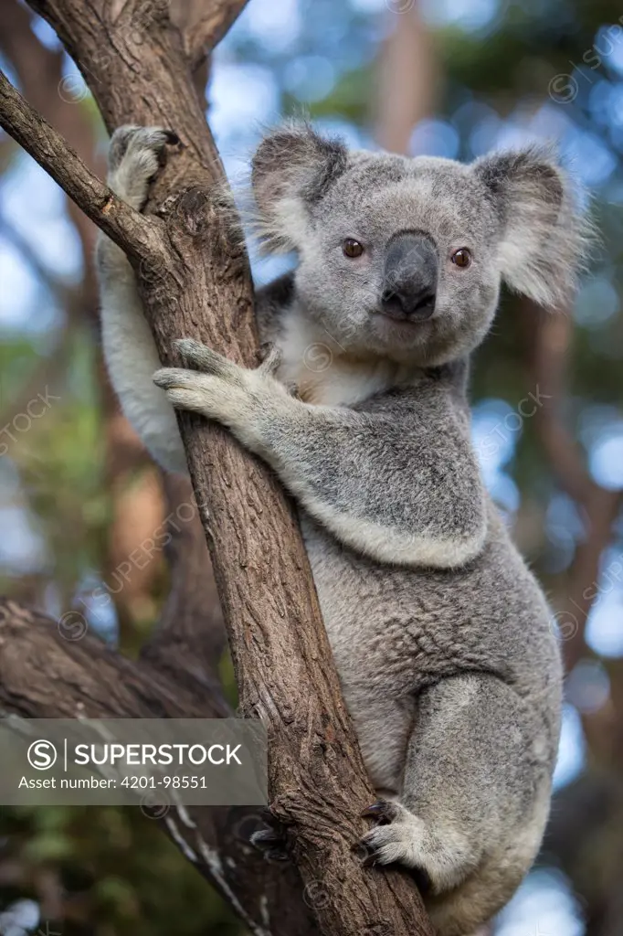 Koala (Phascolarctos cinereus) male, Queensland, Australia