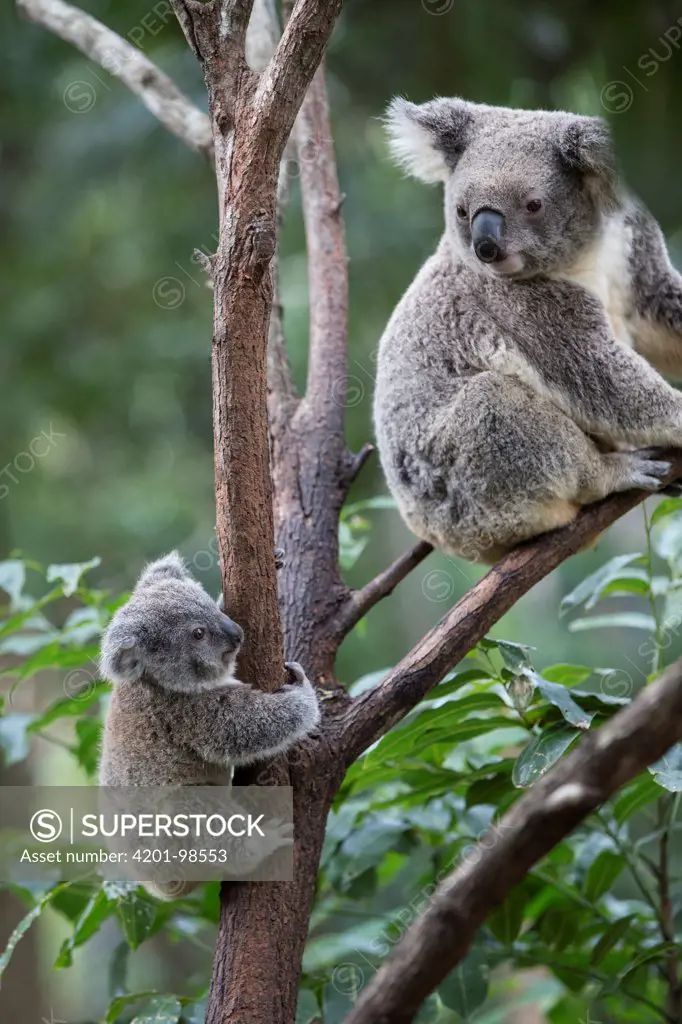 Koala (Phascolarctos cinereus) mother and ten-month-old joey climbing and exploring, Queensland, Australia, sequence 2 of 6
