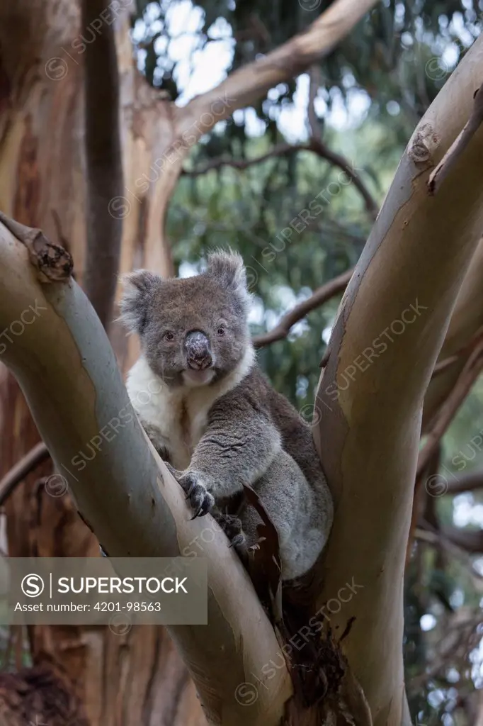 Koala (Phascolarctos cinereus) dominant male, Kangaroo Island, Australia
