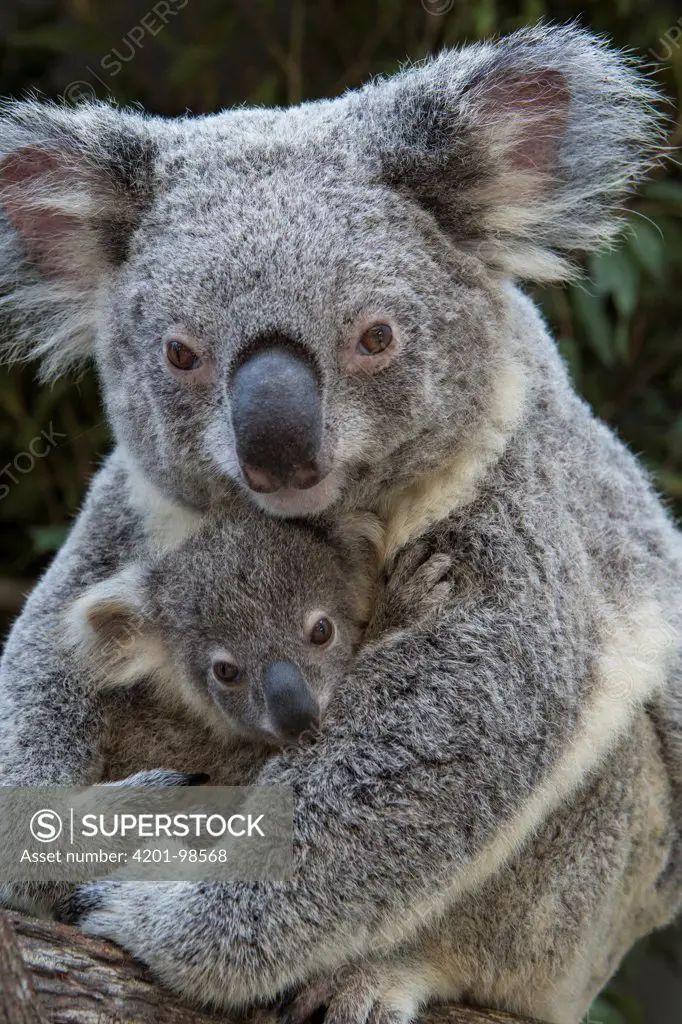 Koala (Phascolarctos cinereus) mother holding eight-month-old joey, Queensland, Australia