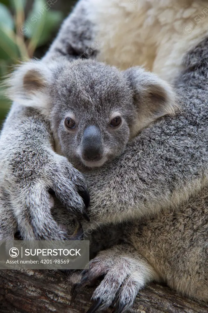 Koala (Phascolarctos cinereus) eight-month-old joey in mother's arms, Queensland, Australia