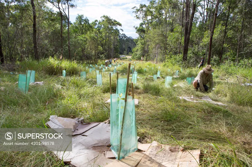 Tree planting site of the Australian Koala Foundation's habitat restoration program, Quinlans Property, Queensland, Australia