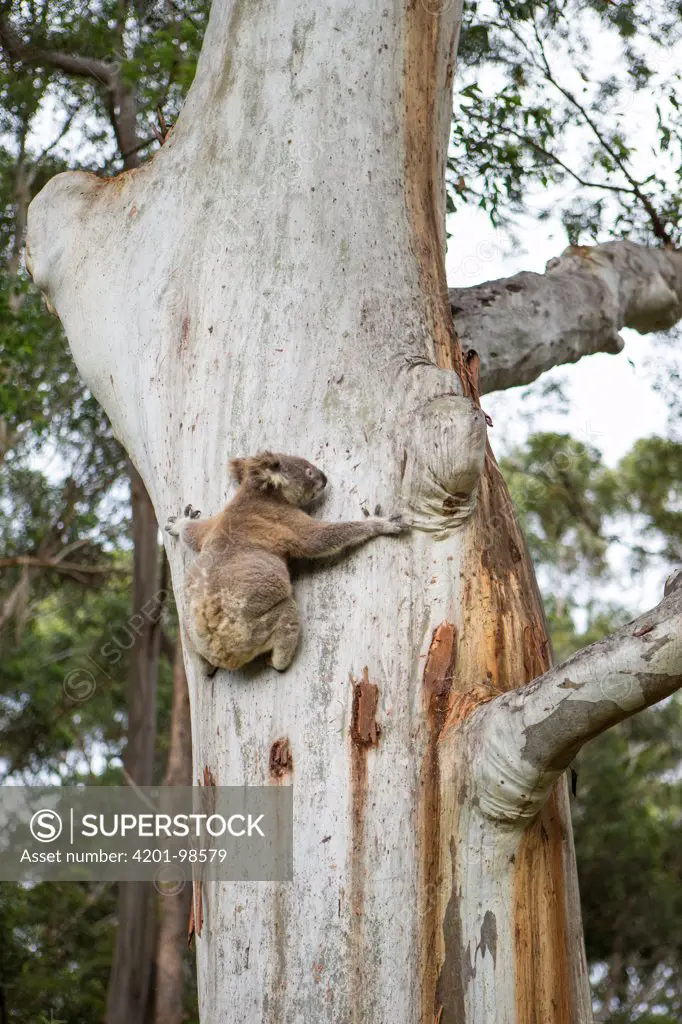 Koala (Phascolarctos cinereus) male climbing eucalyptus tree, New South Wales, Australia