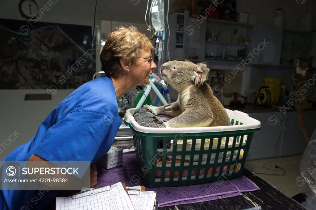 Koala (Phascolarctos cinereus) male named Buster with knee infection being treated by Cheyne Flanagan, Koala Hospital, Port Macquarie, Australia