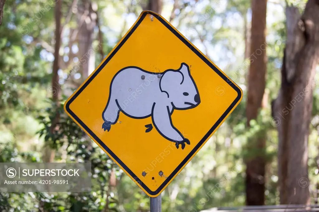 Koala (Phascolarctos cinereus) warning road sign, Port Macquarie, Australia,