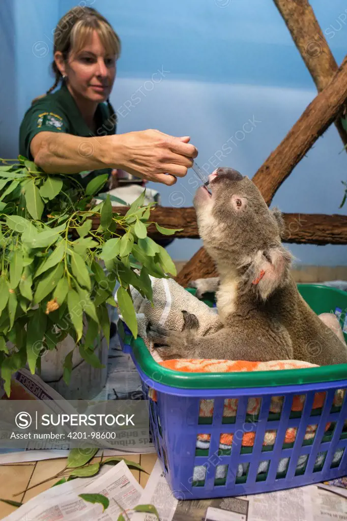Koala (Phascolarctos cinereus) male sick with knee infection being fed by volunteer April Ferguson, Koala Hospital, Port Macquarie, Australia