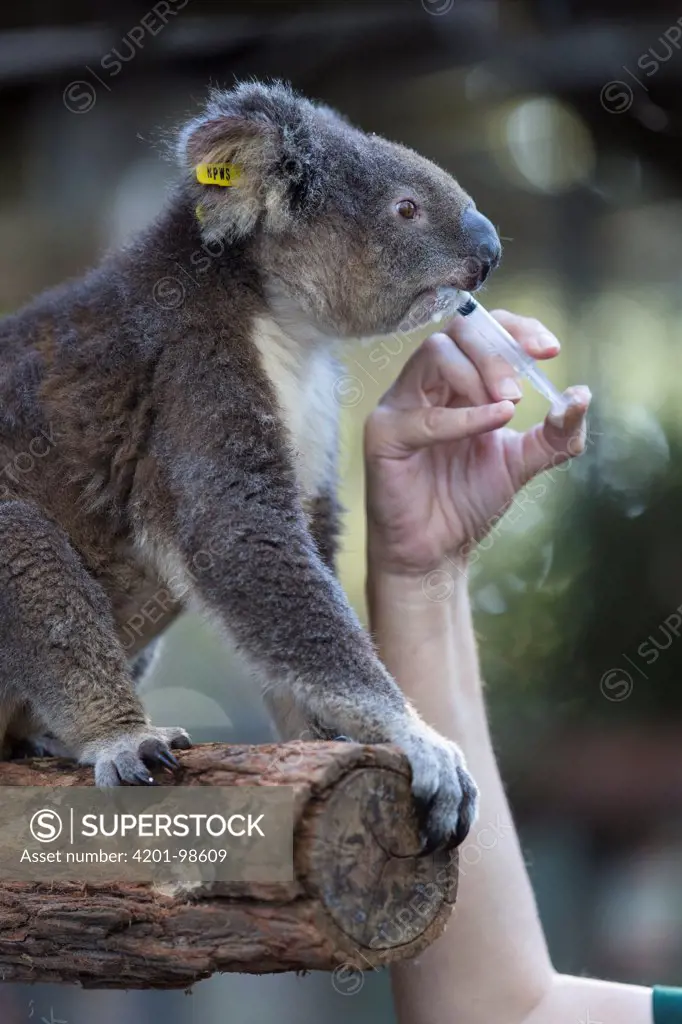 Koala (Phascolarctos cinereus) female named Sue sick with chlamydia being fed by volunteer, Koala Hospital, Port Macquarie, Australia