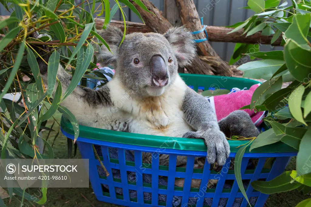 Koala (Phascolarctos cinereus) male named Buster sick with knee infection, Koala Hospital, Port Macquarie, Australia