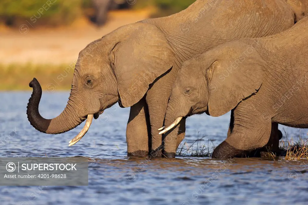 African Elephant (Loxodonta africana) in the Chobe River, Chobe National Park, Botswana