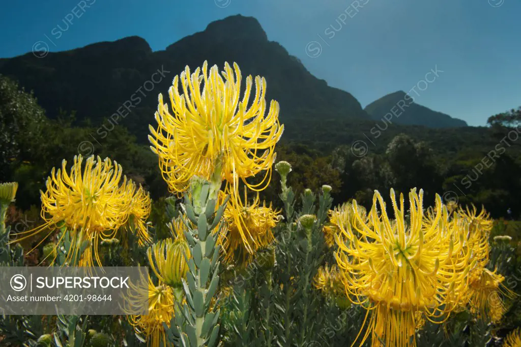 Rocket Pincushion (Leucospermum reflexum), Kirstenbosch Gardens, Table Mountain, Cape Town, South Africa
