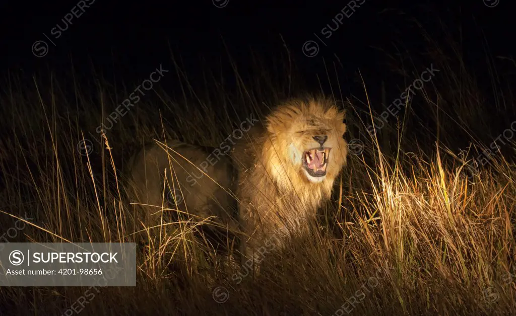 African Lion (Panthera leo) male sniffing air for scent of female in estrus , Okavango River Delta, Botswana