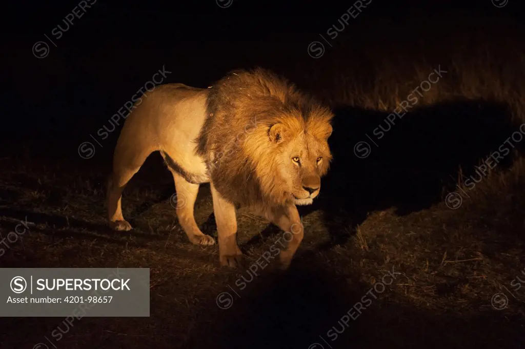 African Lion (Panthera leo) male in spotlight, Okavango River Delta, Botswana