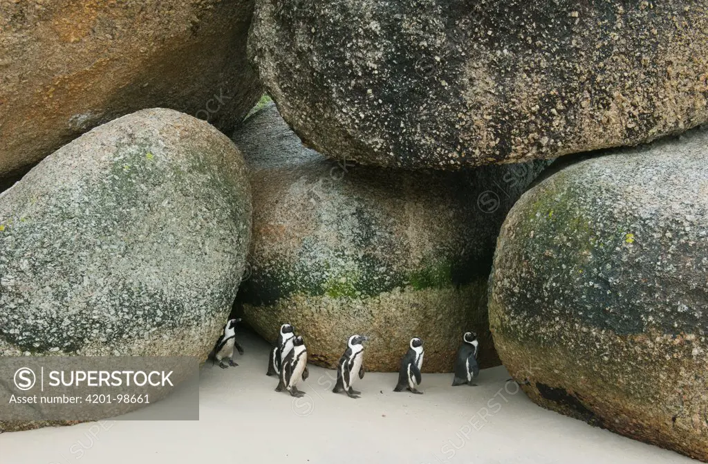 Black-footed Penguin (Spheniscus demersus) group walking near huge stones, Boulders Beach, Cape Peninsula, South Africa